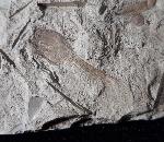 Fruchtkapsel Acer sp. (geflgelter Samen) - Bild © FossNet FossilienStore